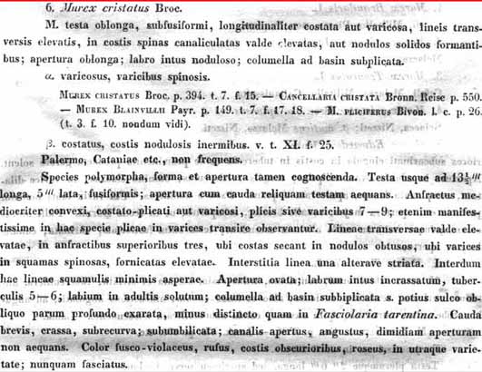 Detrito Malta3- Muricopsis cristatus f. inermis